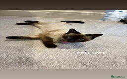 Ragdoll cats for sale: 4 beautiful pure ragdoll kittens  - Image 18
