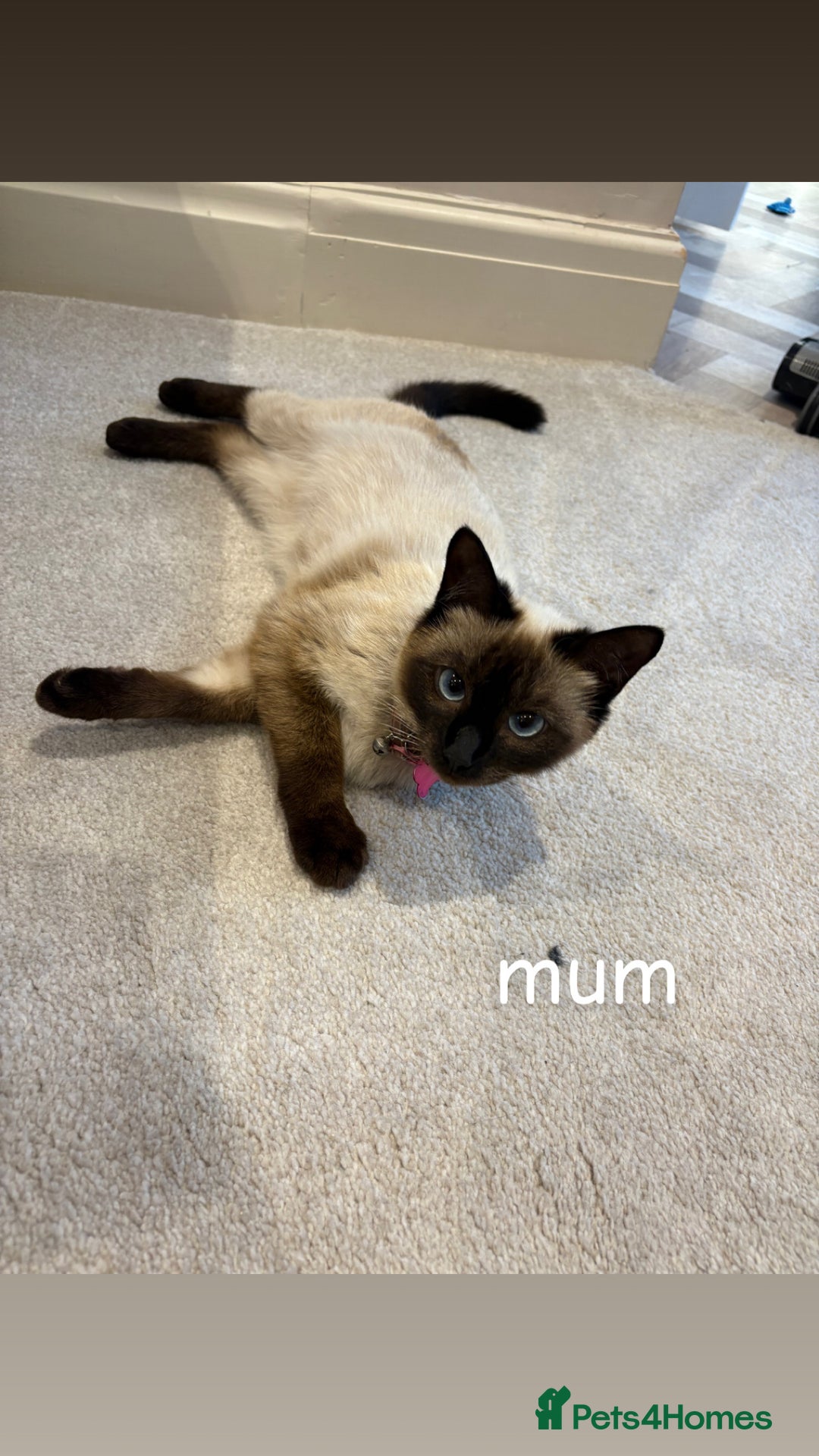 Ragdoll cats for sale: 4 beautiful pure ragdoll kittens  - Image 18