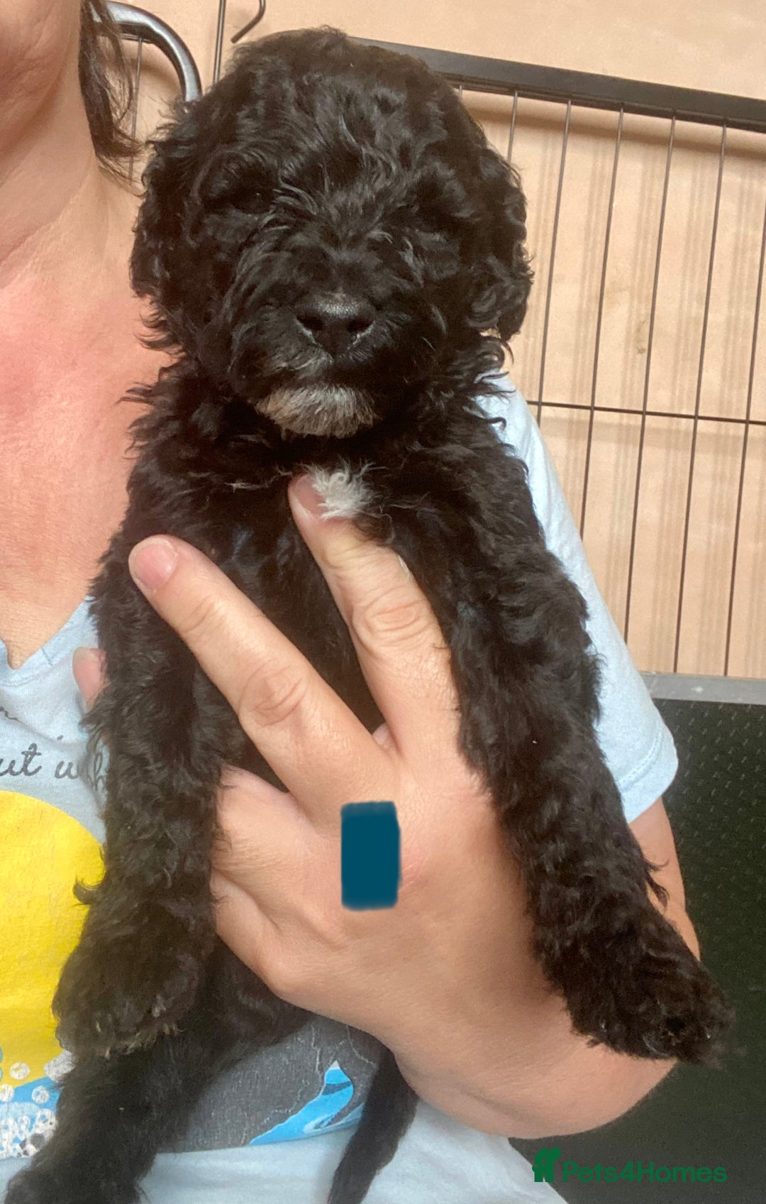 Portuguese Water Dog dogs for sale: Portuguese Water Dog Puppies For Sale - Image 9