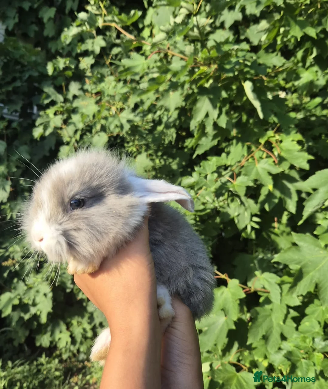 Mixed Breed rabbits for sale: 3 lionhead x lops baby bunnies  in Shrewsbury - Advert 9