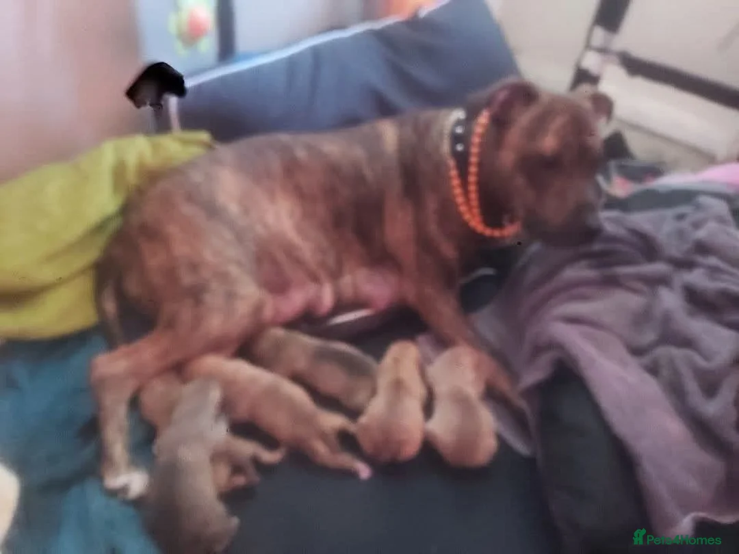 Presa Canario dogs for sale: 2 beautiful Presa Canario girls - Advert 12