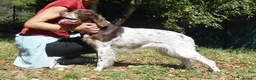 English Setter dogs for adoption: Ozuna in Woking - Advert 4