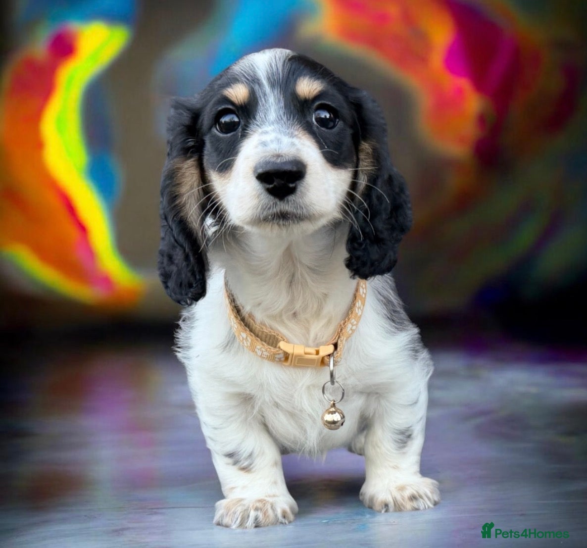 Miniature Dachshund dogs for sale: The Piebald Boys are here! 🐾 - Advert 2