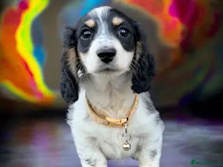 Miniature Dachshund dogs for sale: The Piebald Boys are here! 🐾 - Advert 2