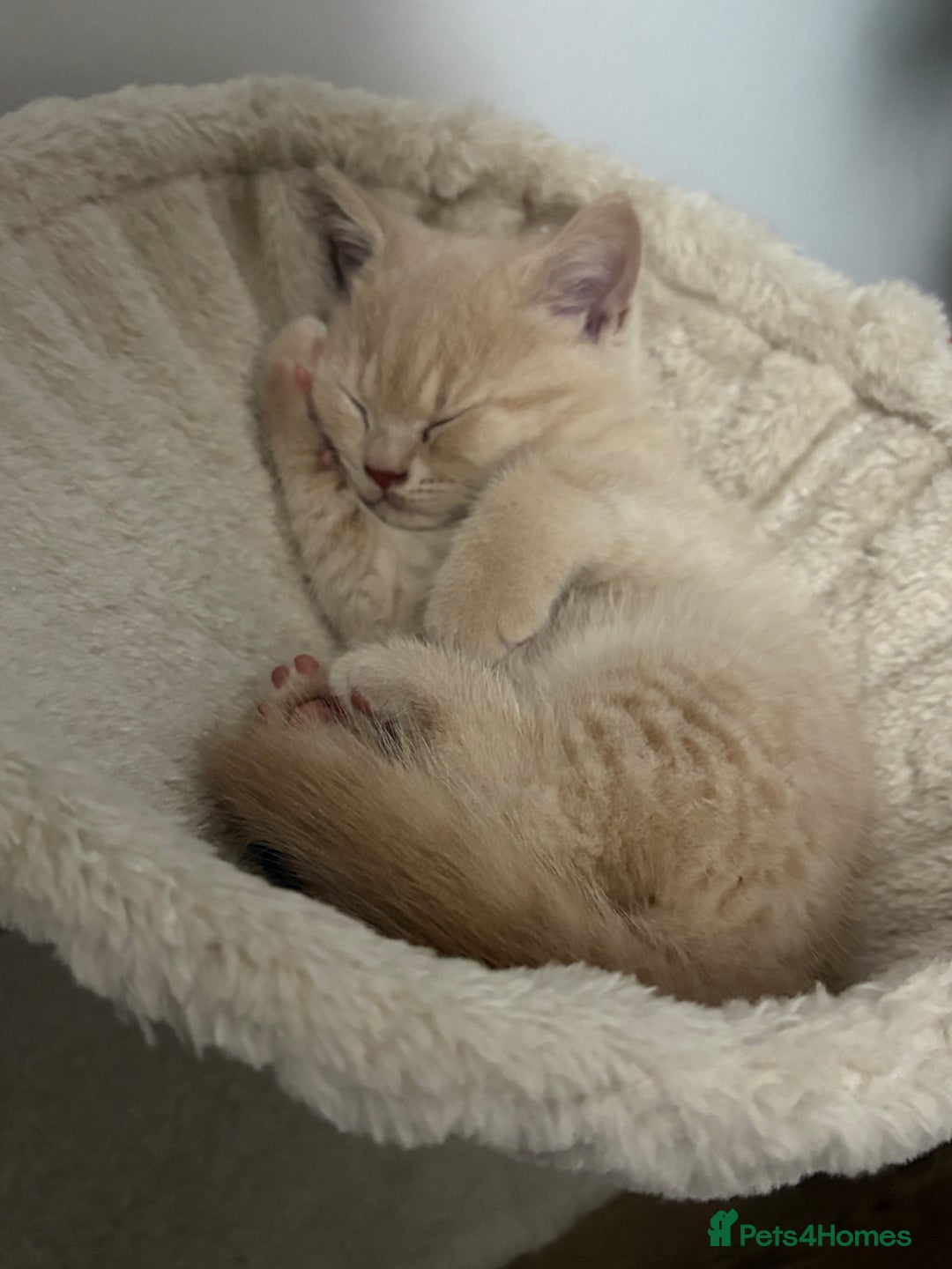 British Shorthair cats for sale: BSH Kittens: Cream Boy & Blue-Grey Girl - Advert 6