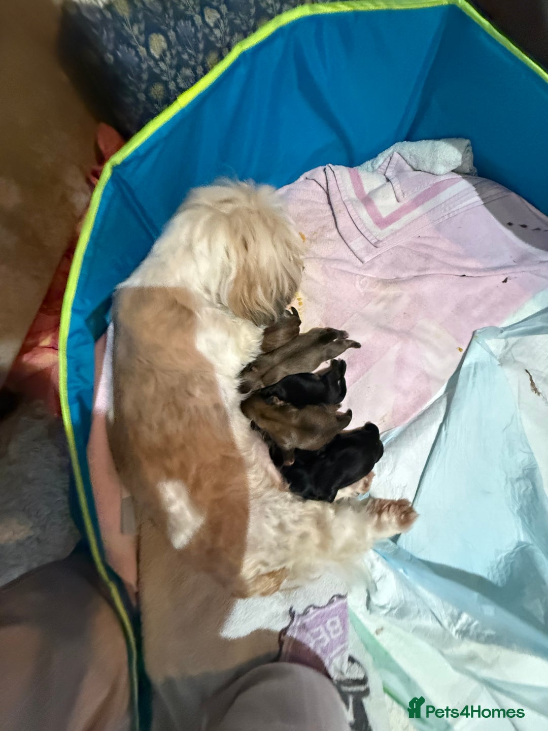 Shih Tzu dogs for sale: Shih Tzu Beauties, Imperial lines - Advert 5