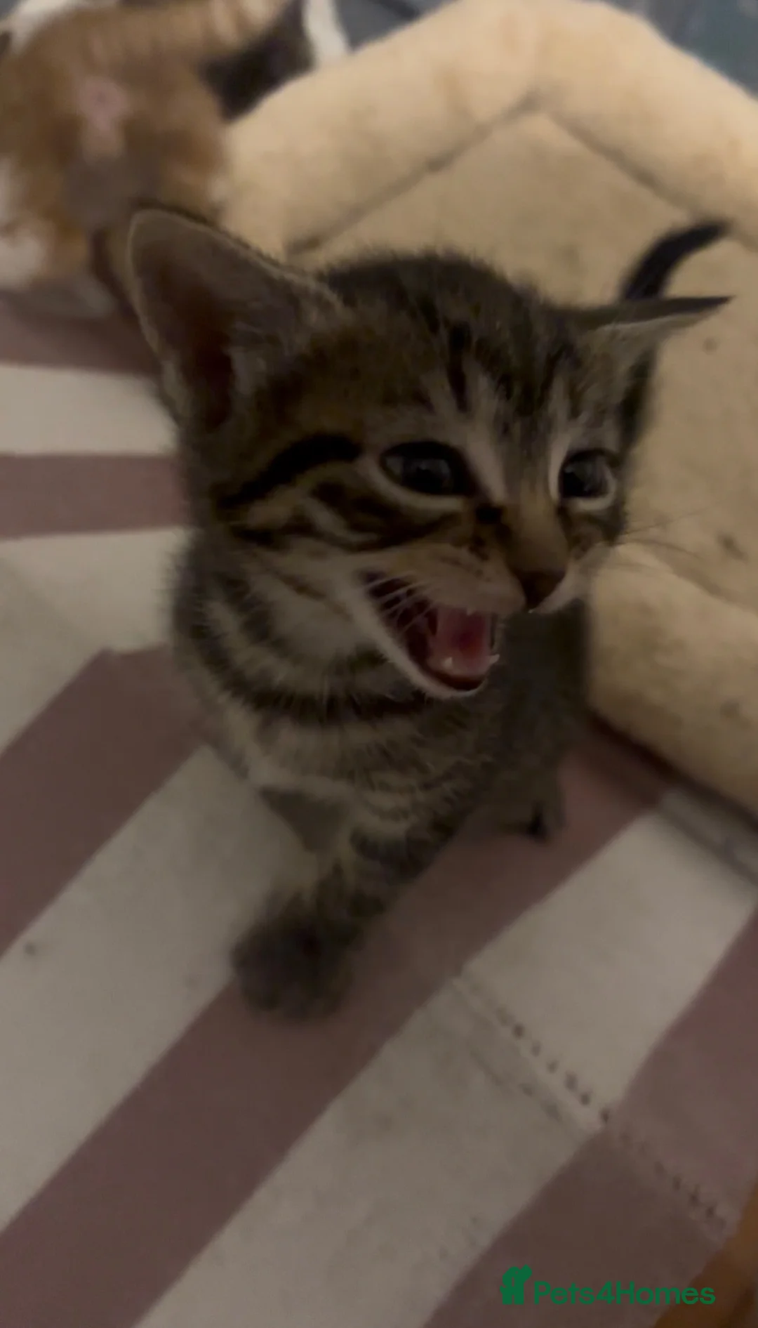 Mixed Breed cats for sale: Beautiful kittens - Advert 7