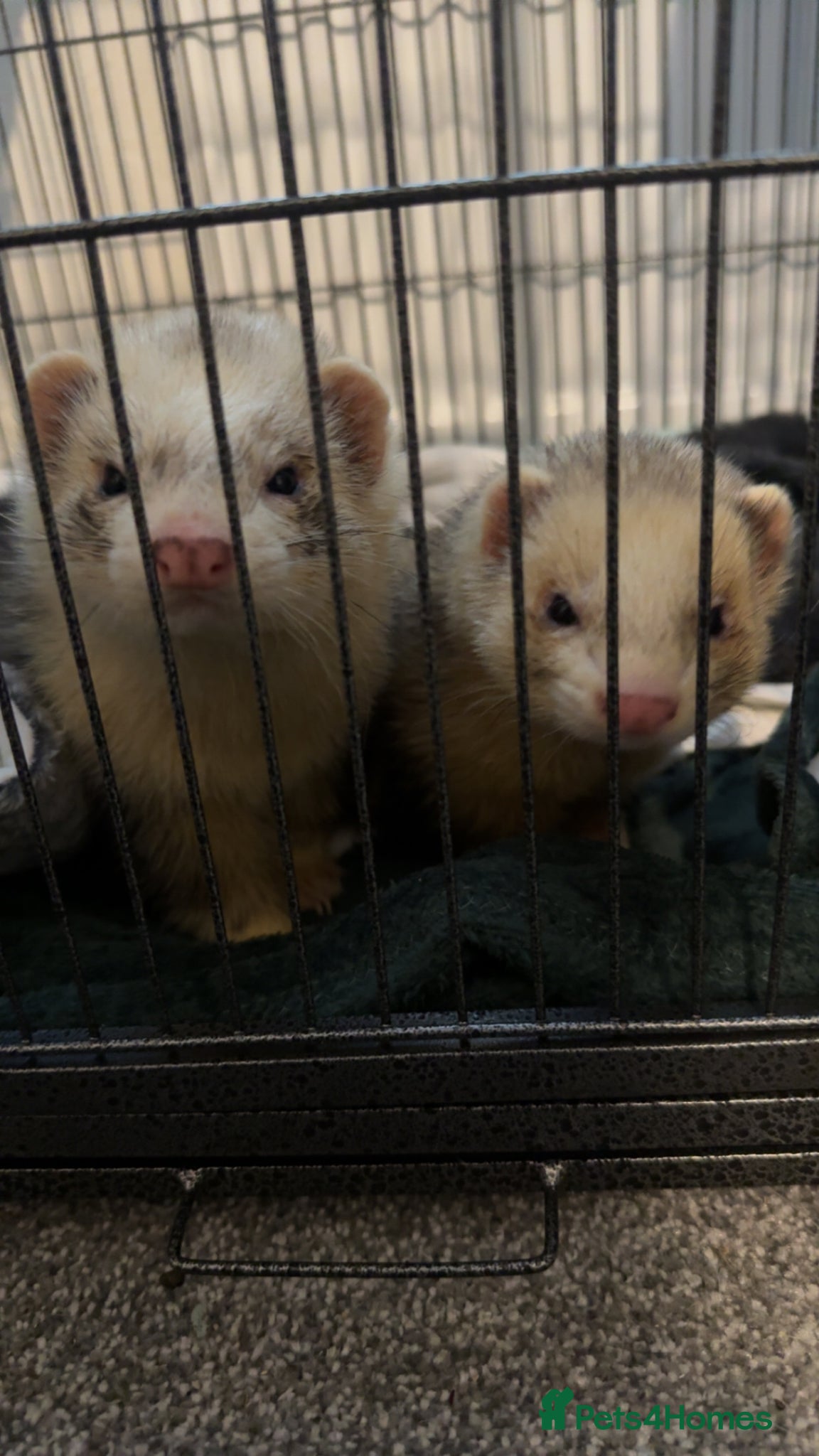 Ferret rodents Arlo & Loki - Bonded Male Ferrets - Advert 14