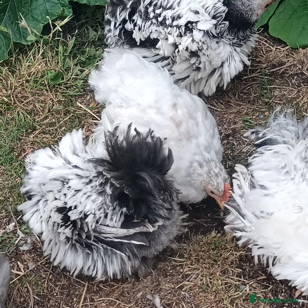 Chickens poultry for sale: £25 each for a fancy chicks - Image 8