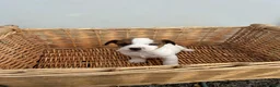 Jack Russell dogs for sale: Jack Russel puppies - Advert 5