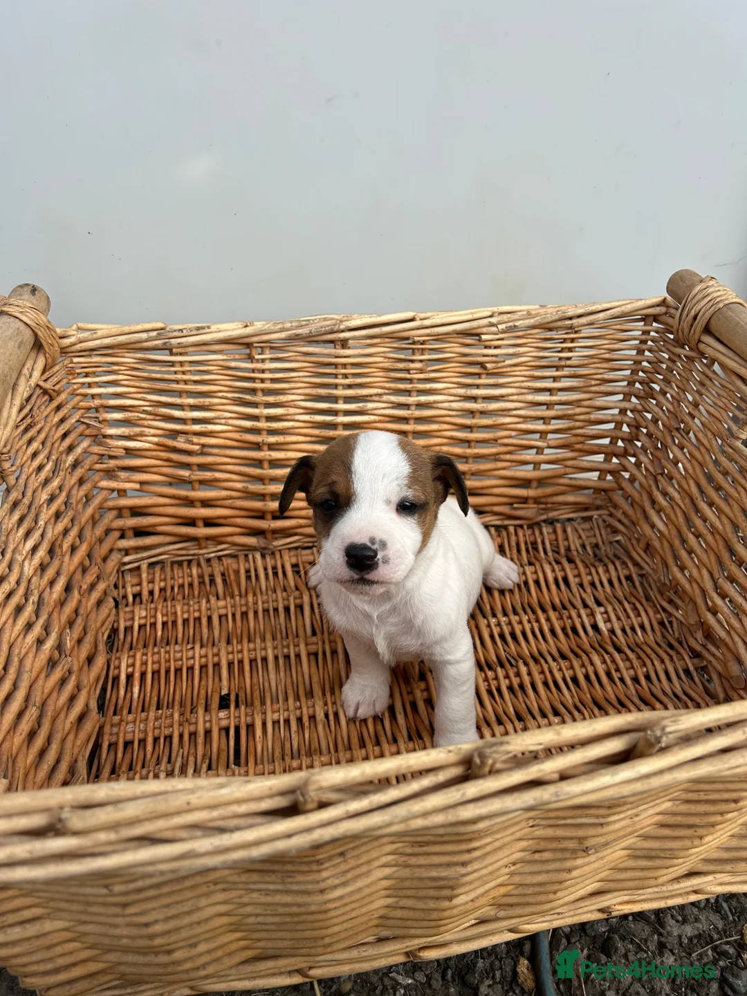 Jack Russell dogs for sale: Jack Russel puppies - Advert 5