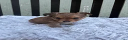 Jack Chi dogs for sale: Chihuahua x jack Russel puppies  - Advert 2