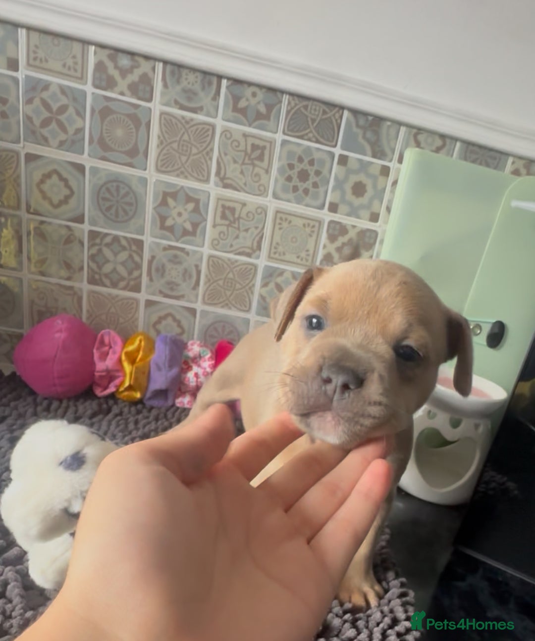 Mixed Breed dogs for sale: Staffie/Frenchie pups - Image 17