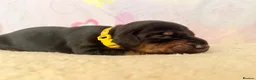 Dobermann dogs for sale: Exclusive Pedigree Dobermann Puppies.  - Advert 7
