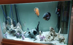 Cichlids fish for sale: Complete Fish Tank Set Up For Sale - Image 3