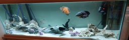 Cichlids fish for sale: Complete Fish Tank Set Up For Sale - Advert 3