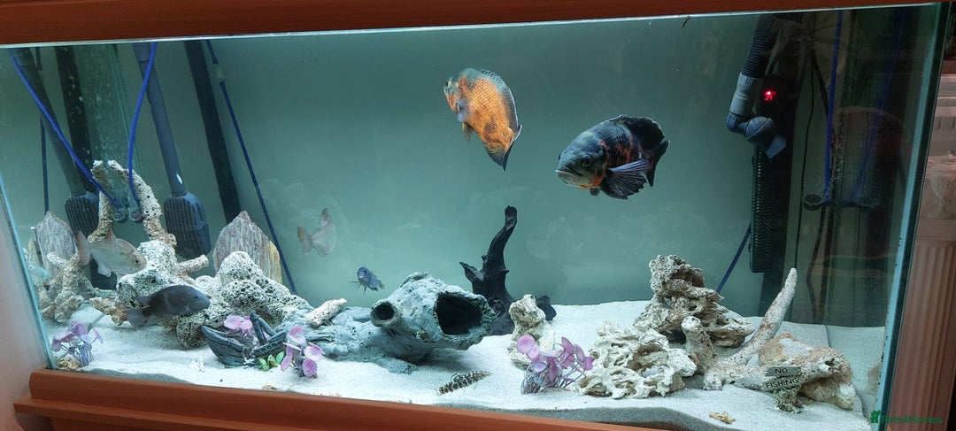 Cichlids fish for sale: Complete Fish Tank Set Up For Sale - Image 3