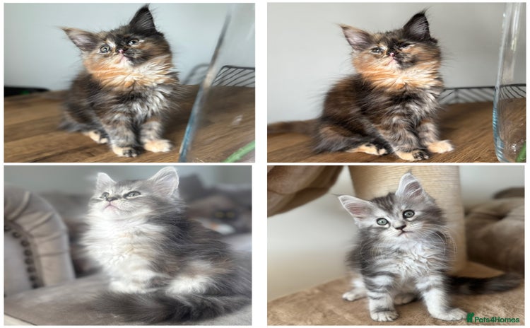 Maine Coon cats - Advert 3