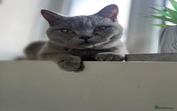 British Shorthair cats for sale: 1 year old Beautiful female British shorthair - Image 3