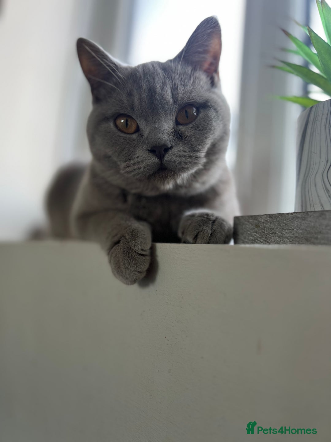 British Shorthair cats for sale: 1 year old Beautiful female British shorthair - Image 3