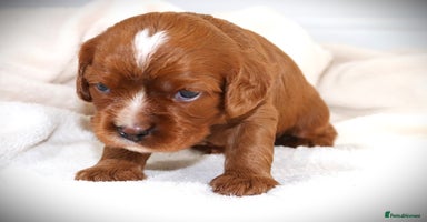 Cavalier King Charles Spaniel dogs - Advert 2