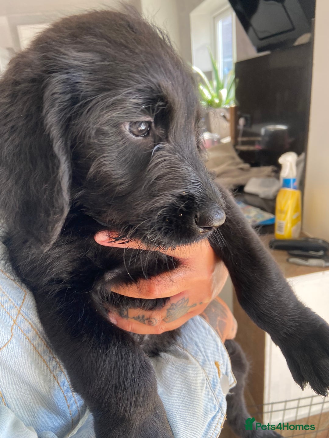 Labradoodle dogs for sale: F1 labradoodles  - Image 19