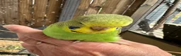 Budgerigars birds for sale: Budgie  - Advert 4