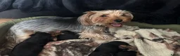 Yorkshire Terrier dogs for sale: Beautiful Litter  of Yorkshire Terrier Puppies in Edinburgh - Advert 2