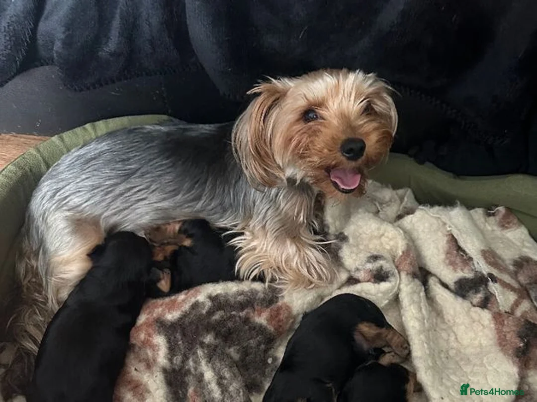 Yorkshire Terrier dogs for sale: Beautiful Litter  of Yorkshire Terrier Puppies in Edinburgh - Advert 2