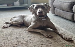 Weimaraner dogs for sale: Weimaraner Male - Image 2