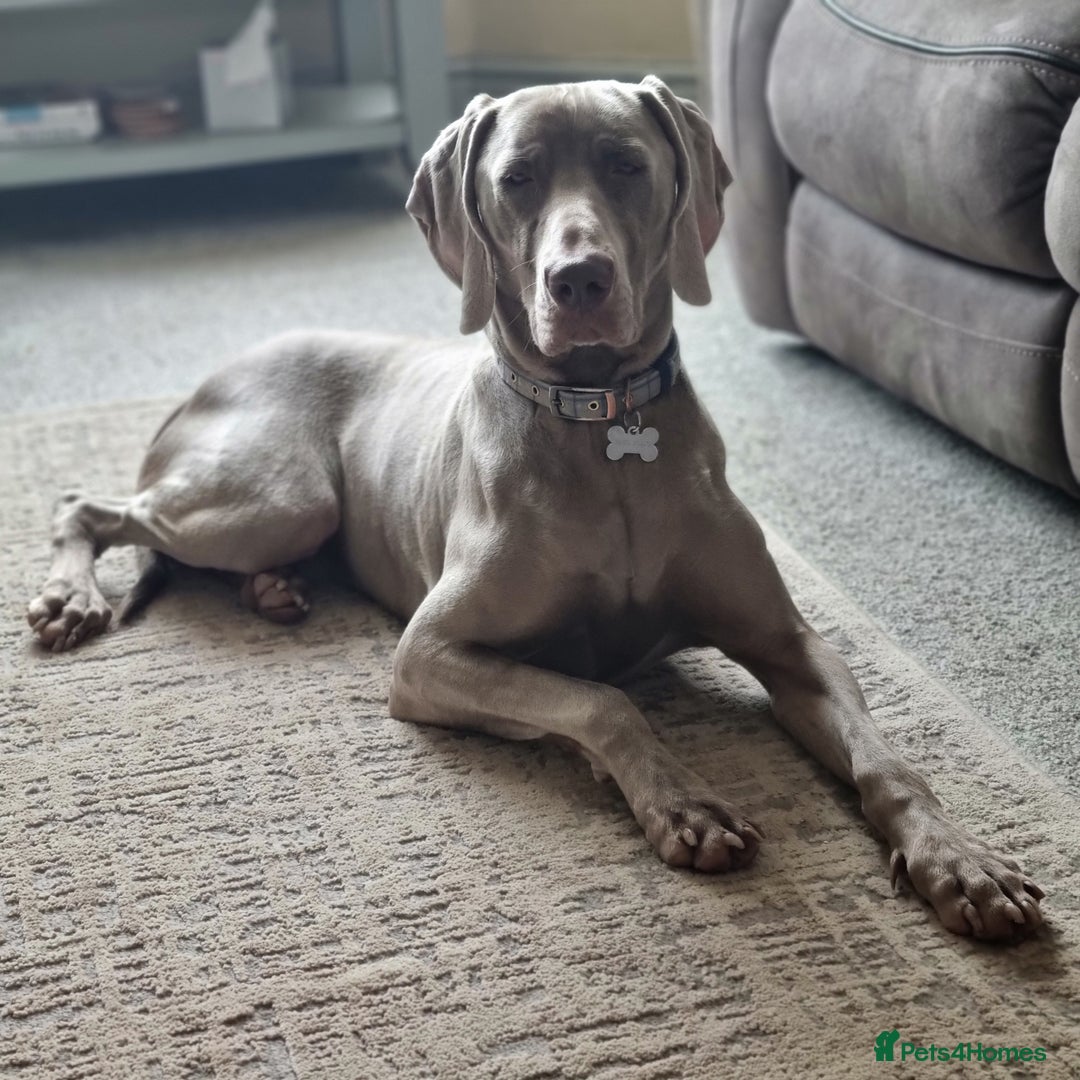 Weimaraner dogs for sale: Weimaraner Male - Image 2