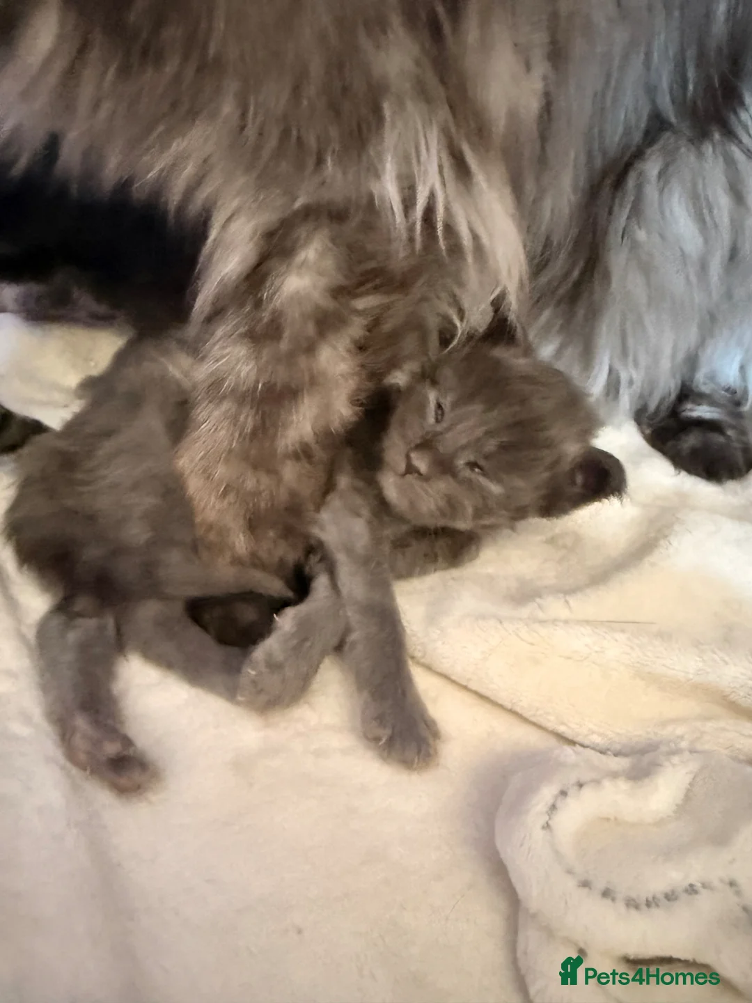 Maine Coon cats for sale: GCCF registered Maine coon boys - Advert 18