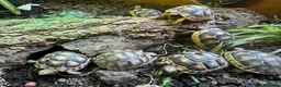 Tortoise reptiles for sale: Baby Marginated Tortoise 2026 Hatchlings - Advert 5