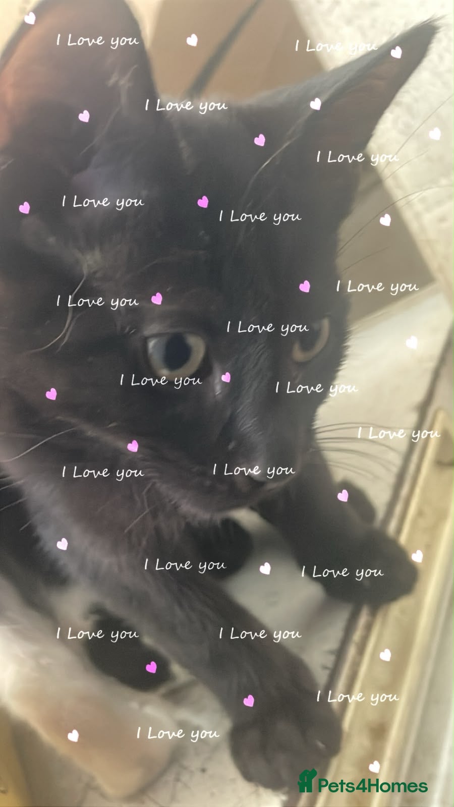 Mixed Breed cats  kittens so cute so  be ready  - Advert 5