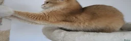 British Shorthair cats for sale: 🩷 Ny12 Golden British Shorthair Girl 🩷 - Advert 4