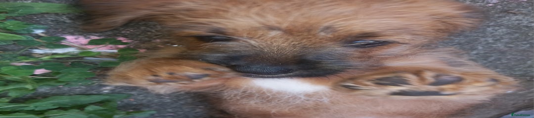 Mixed Breed Puppy 1
