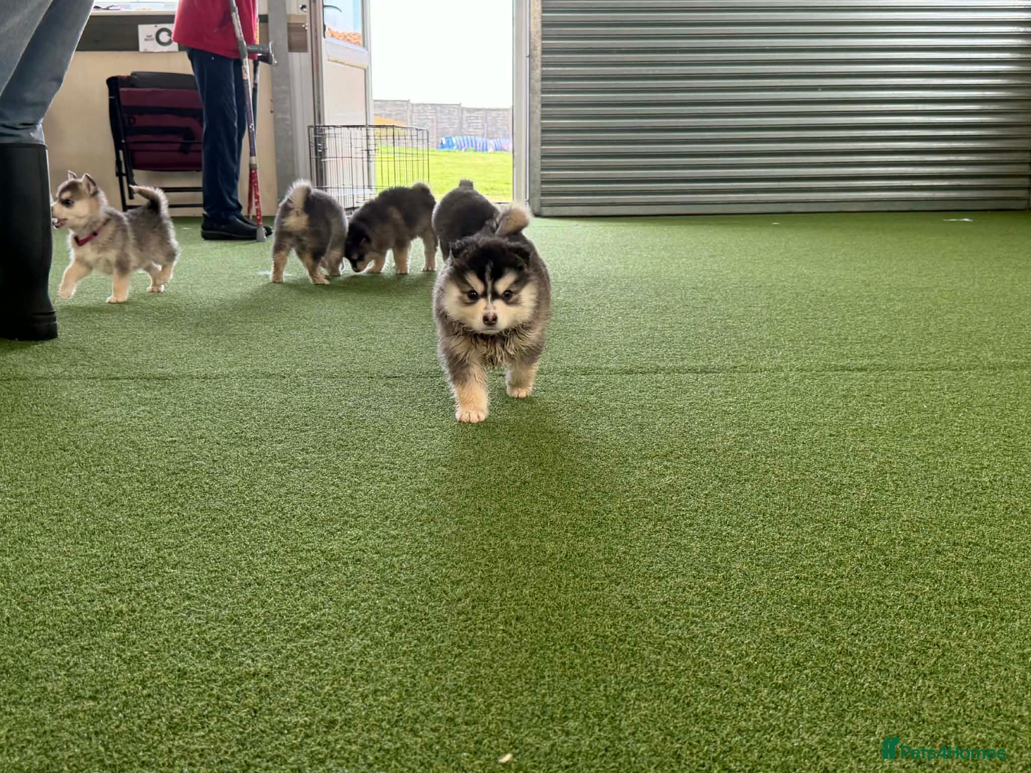 Pomsky dogs Pomsky puppies - Advert 4