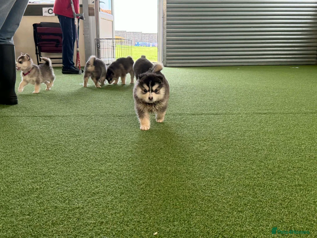 Pomsky dogs for sale: Pomsky puppies - Advert 1