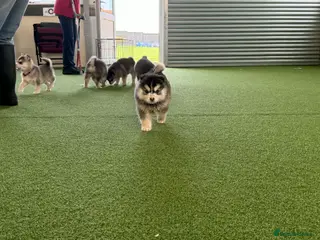 Pomsky dogs Pomsky puppies - Advert 4