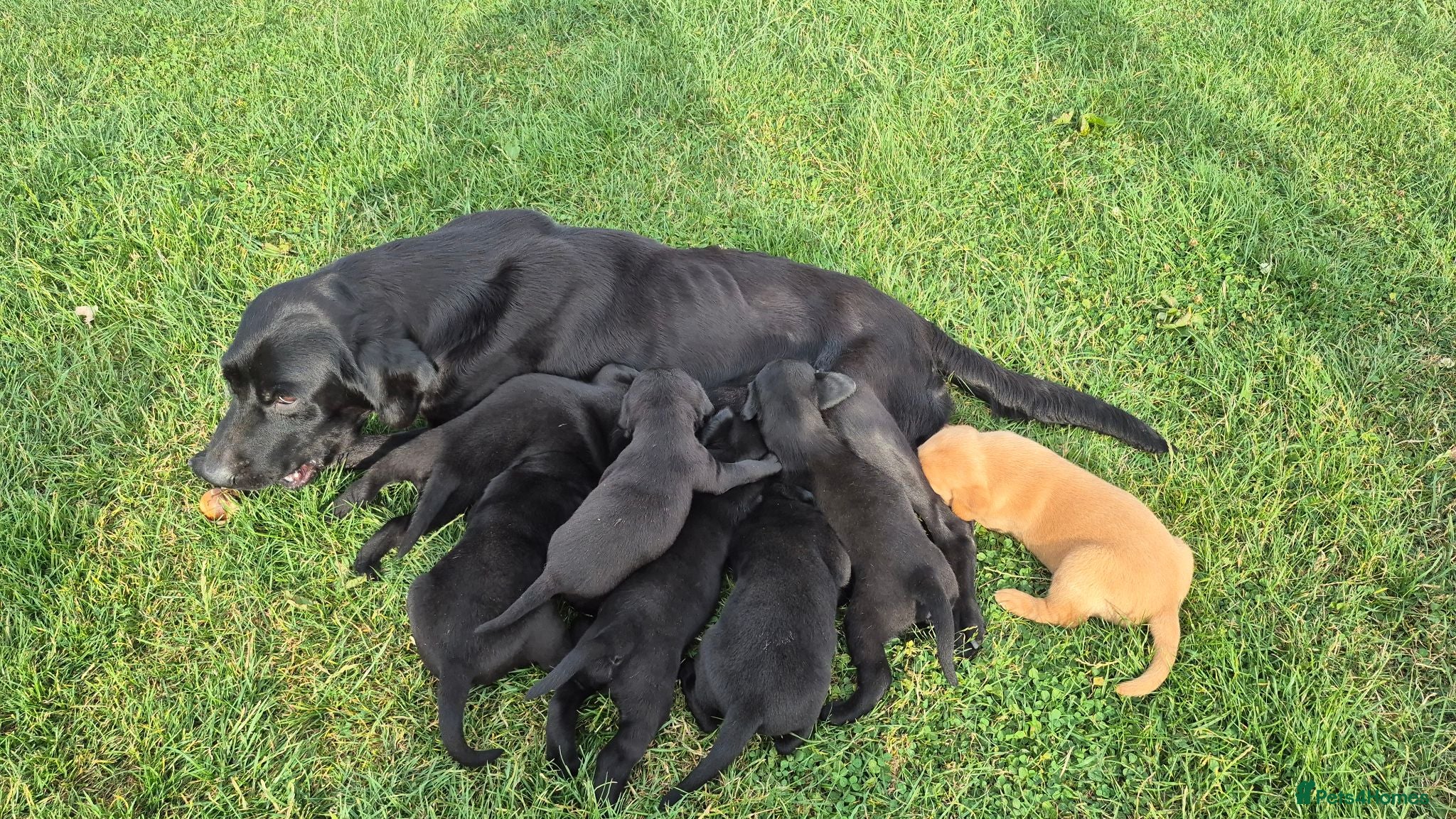 Labrador Retriever dogs Stunning labrador puppies - Advert 1