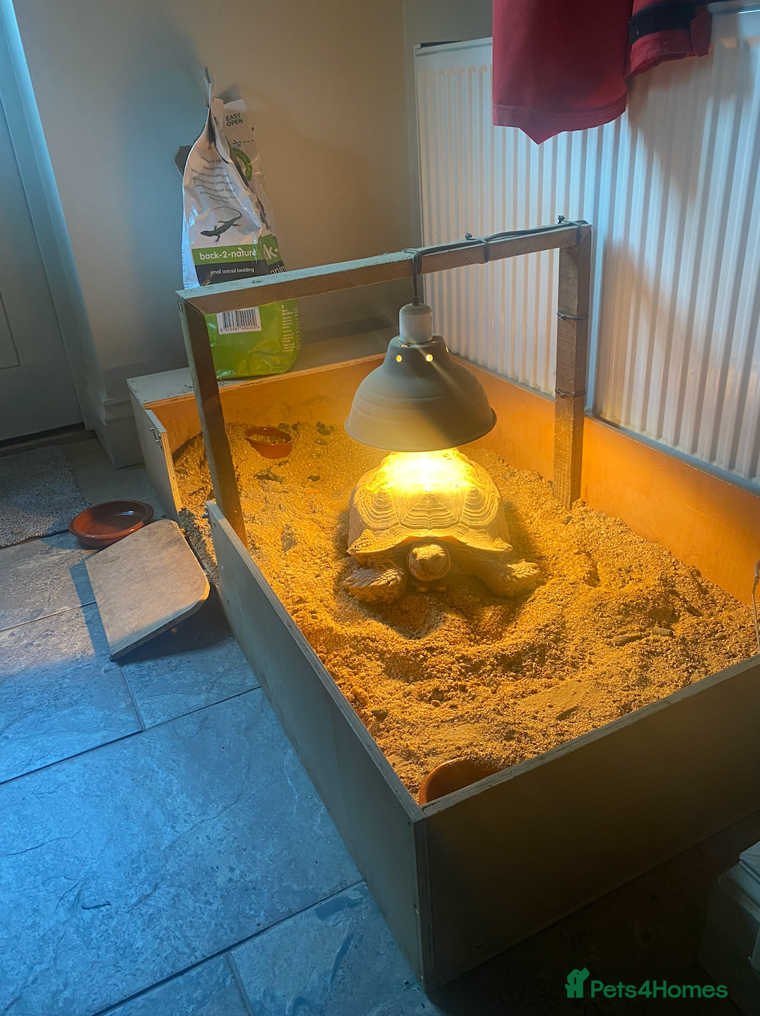 Tortoise reptiles for sale: African Spurred Tortoise (Sulcata) (F) Age 8  - Advert 2