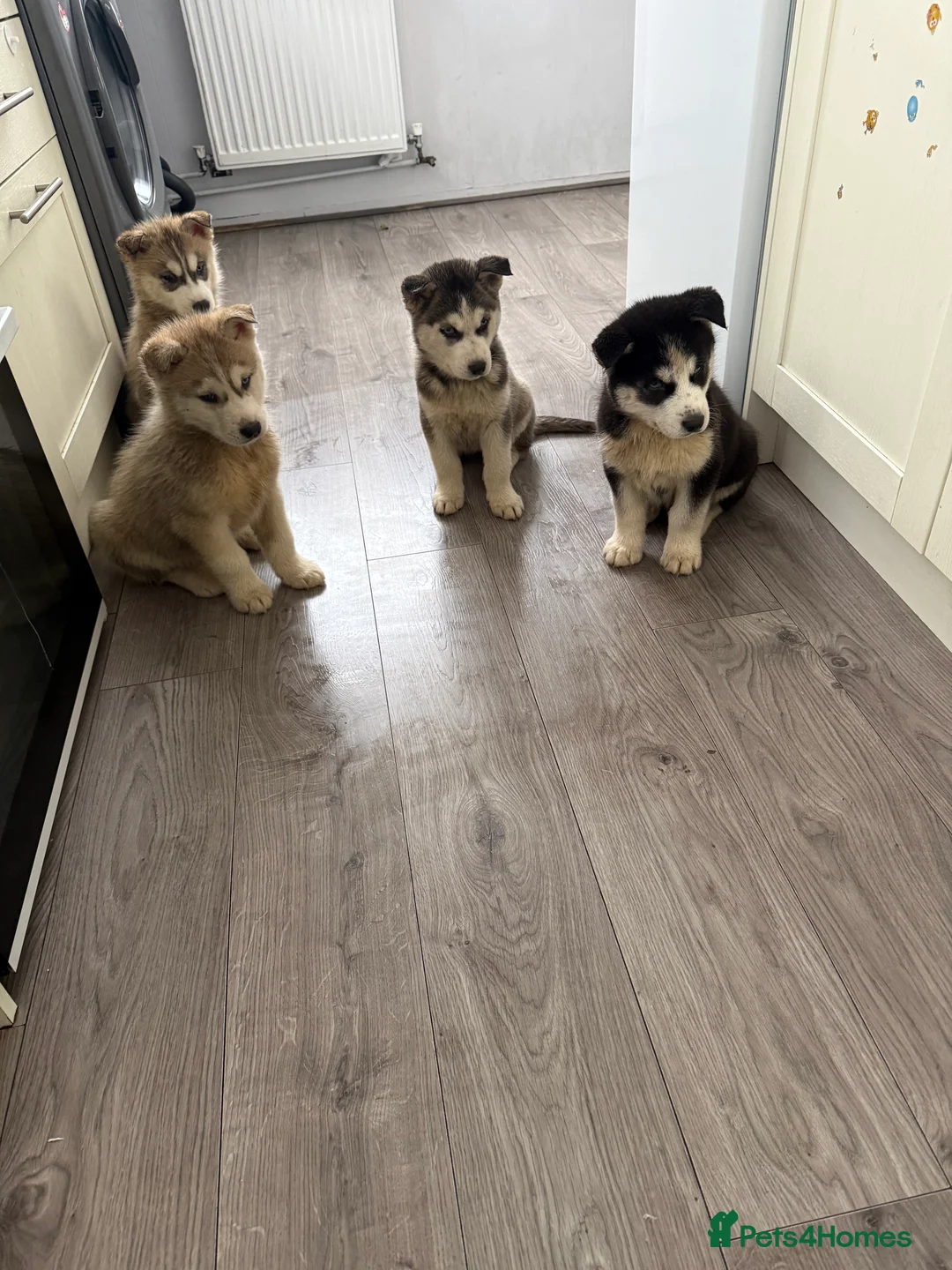Siberian Husky dogs for sale: Puppies Siberian Huskies  - Advert 6