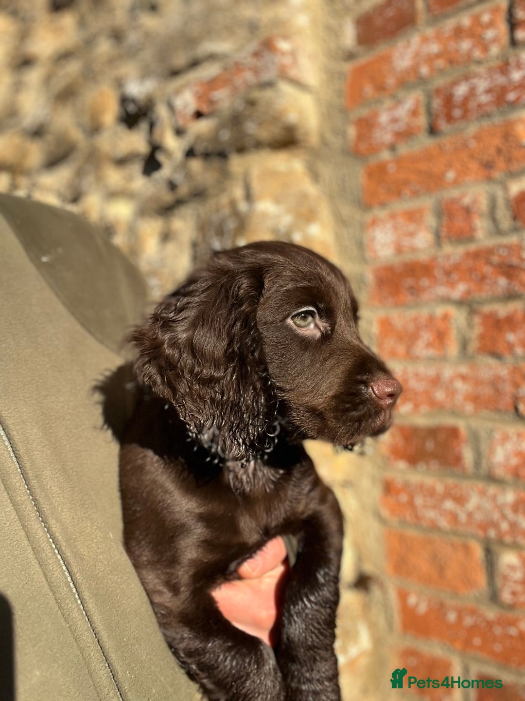 Cocker Spaniel dogs for sale: KC COCKER SPANIEL PUPPIES - Advert 4