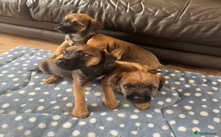 Border Terrier dogs - Advert 4