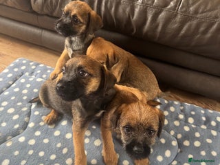 Border Terrier dogs - Advert 4