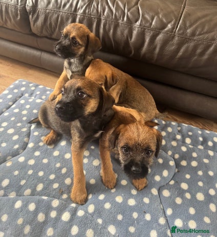 Border Terrier dogs - Advert 5