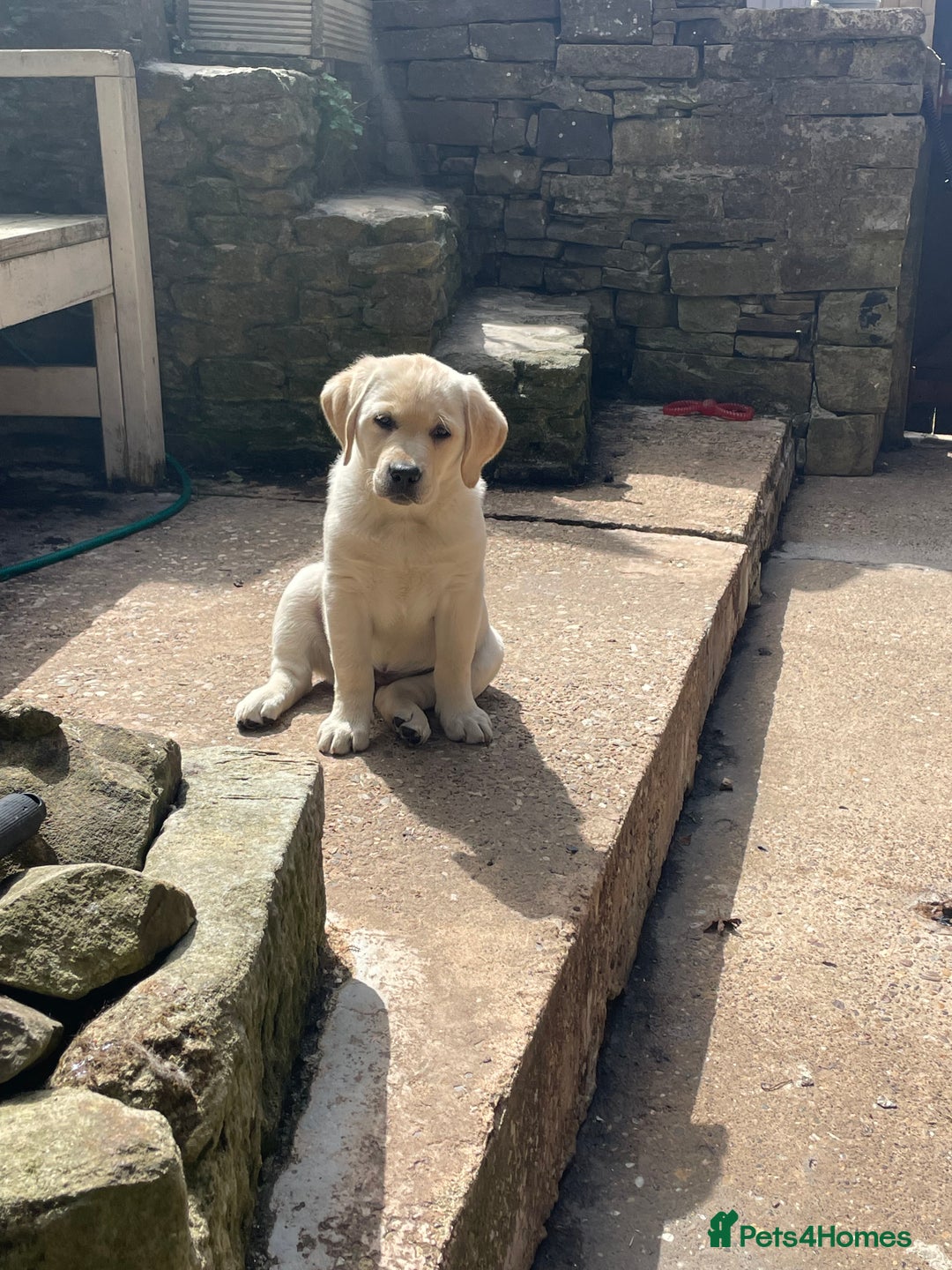 Labrador Retriever dogs for sale: Fully innoculated  show type black female  in Halifax - Image 3