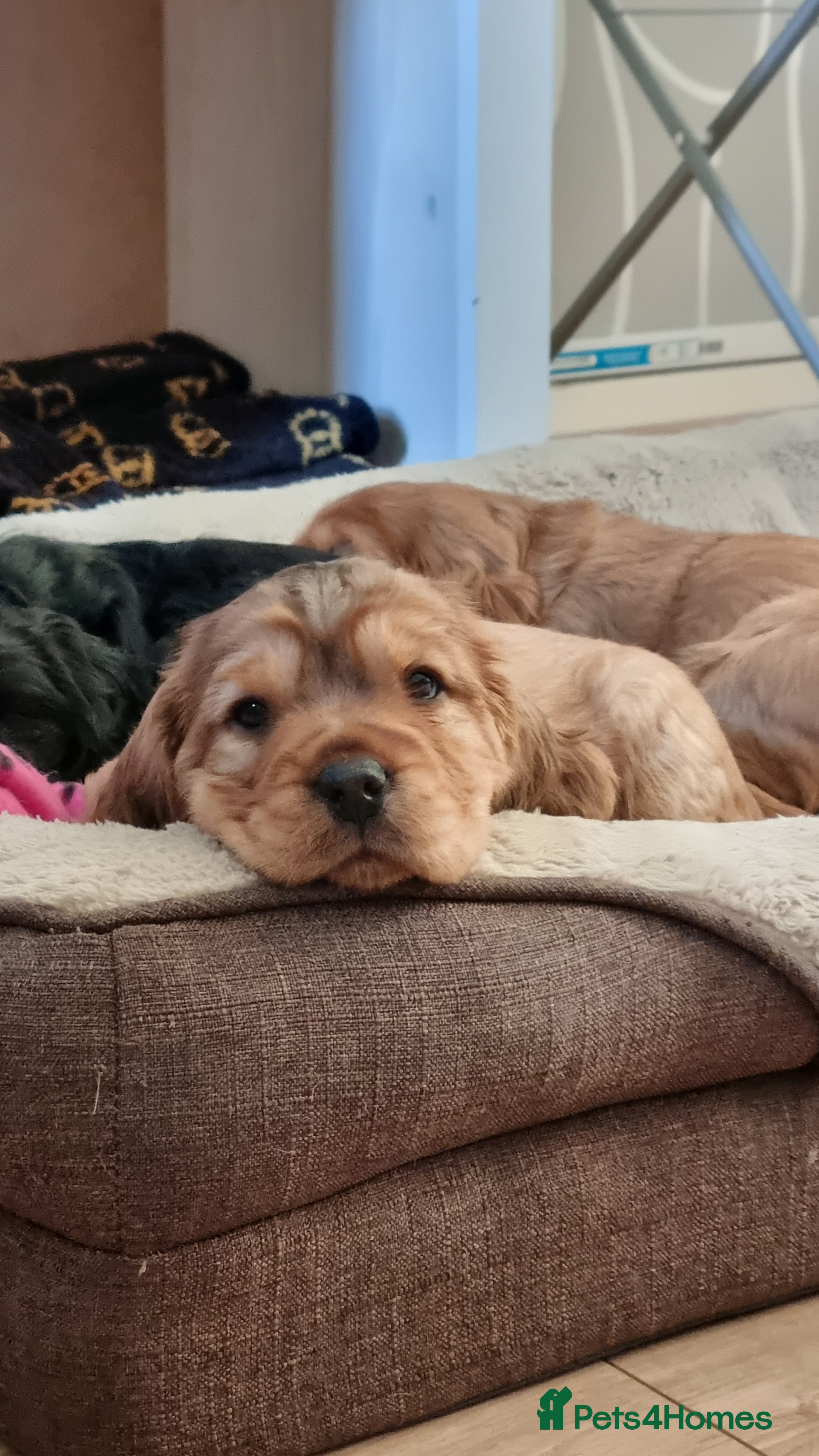 Cocker Spaniel dogs for sale: 🐾 Beautiful Show Type Cocker Spaniel Puppies - Advert 18