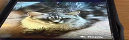 Maine Coon cats for sale: Stunning mission kittens  in Nuneaton - Advert 18