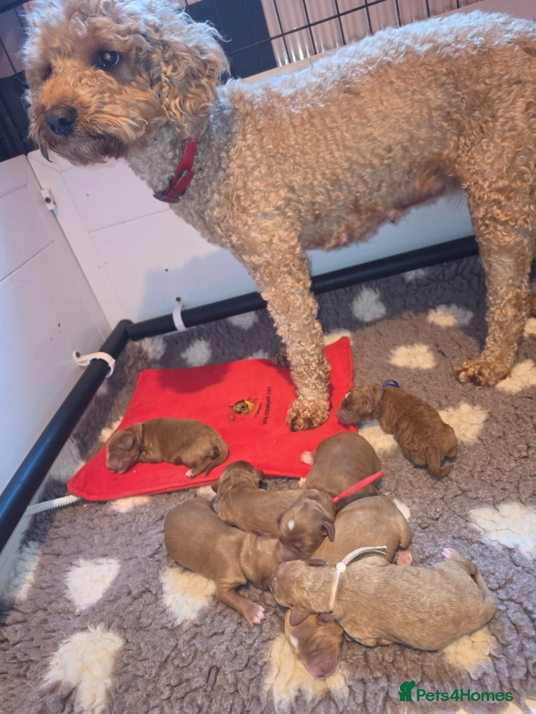 Australian Labradoodle dogs for sale: fully health tested Australian Labradoodles in Manchester - Advert 2